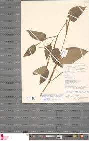 Image result for Marantochloa congensis