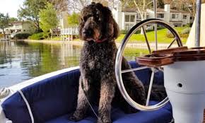 How common is cancer in dogs, and what are some of the common cancers found in dogs? A Goldendoodle S Battle With Brain Cancer Ethos Veterinary Health