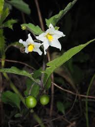 Image result for Solanum memphiticum