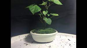 The lavender twist weeping redbud tree was discovered and developed by my friend tim brotzman of brotzman's nursery in madison, ohio. Redbud Bonsai Youtube