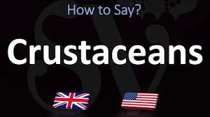 Crustaceans pronunciation with translations, sentences, synonyms, meanings, antonyms, and more. How To Pronounce Crustaceans Correctly Youtube