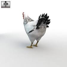Highly Detailed And Realistic Chicken 3d Model 3d Model Realistic Model
