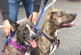 More images for dutch shepherd pitbull mix » Man I Never Would Have Guessed That One The Dogs Of San Francisco