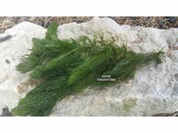 Image result for Ceratophyllum