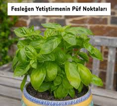 ( how to buy basil flower seeds? Feslegen Yetistirmenin Puf Noktalari Feslegen Nasil Yetistirilir Saglik Paylasimlari