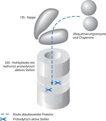 Proteasomes) sind große komplexe aus miteinander verbundenen proteinen (eiweißstoffen), die eine zylindrische bzw. Stoffwechsel Der Proteine Und Aminosauren Springerlink