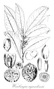 Image result for Canellaceae