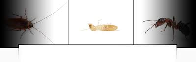 Our treatment is applied with pinpoint precision using methods based on pest behavior, habitats and lifecycle. Termite Pest Control September 2017