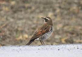 Image result for トラツグミ