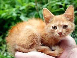Is this cat a stray? Helping Abandoned Stray Cats And Kittens Petfinder