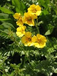 You will get a list of all the species on this website that fit the characteristics you selected. Wildflowers Of The Southern Rocky Mountains Yellow Single Flowers
