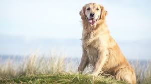 Start house training the moment you bring the puppy home. Golden Retrievers Breed Information Weight Temperament More