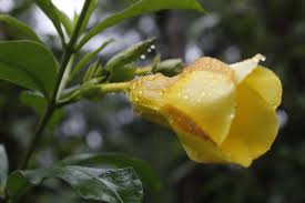 Why Do Mandevilla Leaves Turn Yellow
