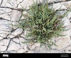 Image result for Sclerodactylon macrostachyum