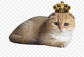 It is true that both cats have quite a number of similar features that may make them seem as one. Scottish Fold British Shorthair Scottish Straight British Longhair Munchkin Cat Png 1309x883px Scottish Fold American Curl