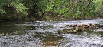 Image result for Alafia caudata