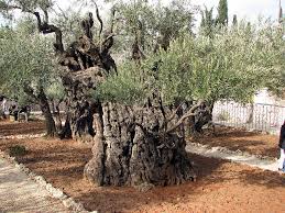 Mount Of Olives Gethsemane Garden Ancient Olive Tree Mount Of Olives Garden Of Gethsemane Tree