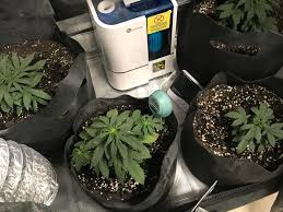 Keep ads off my channel by supporting it! I Am On Day 25 From Sprout Using Happy Frog Soil Mix Wondering When I Should Start Nutes Plan Is To Start At A Quarter Of Recommended Dose Should I Start