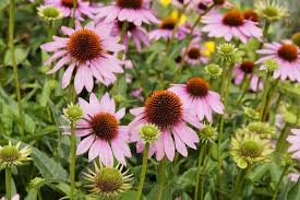Image result for Echinacea purpurea `Magnus`