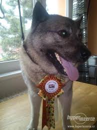 Image result for norský losí pes šedý