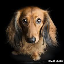 Long Haired Dachshund Bertie Zoo Studio Pet Photography Brisbane Long Haired Dachshund Animal Photography Dachshund Breed
