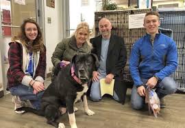 Joy animal rescue mission inc (0 pets). After 445 Days At Kc Shelter Mastiff Mix Finally Lands Home