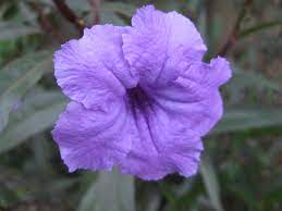 Pin On I M In Love With Nature
