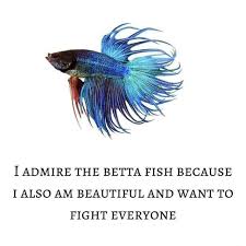 All your memes, gifs & funny pics in one place. I Admire The Betta Fish Because I Also Am Beautiful And Want To Fight Everyone