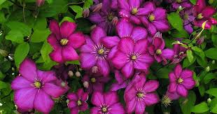 Petals are uniquely striped with white bars. 19 Of The Best Summer Blooming Clematis Varieties Gardener S Path