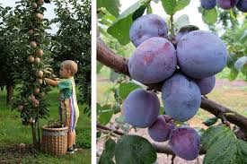 Saulenobst Garantiert Auch Auf Engstem Raum Tolle Ertrage Garten Obst Pflanzen