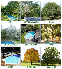 If your yard features a sizable tree, it might be tough to grow flowers beneath it. Best Worst Trees To Plant Around A Pool Intheswim Pool Blog