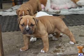 American bandogge mastiff puppies can be quite expensive. American Bandogge Mastiff Puppy For Sale Giant Bandog Pupps For Sale 9 Years Old