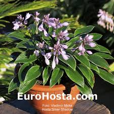 Pollack in the hosta journal (2020 vol. Hosta Silver Shadow Eurohosta