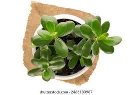 Image result for Crassulaceae