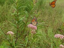 Save Our Monarchs Plant Native Milkweed Florida Association Of Native Nurseries Milkweed Native Nurseries Swamp Milkweed