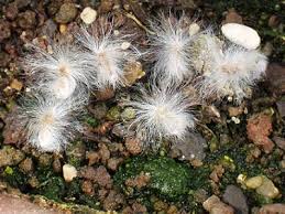 Image result for Eriospermum seineri