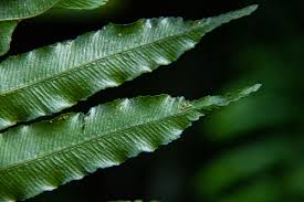 Image result for Lomariopsis warneckei