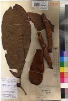 Image result for Gilbertiodendron dewevrei