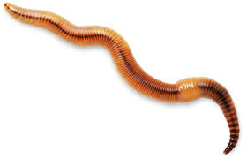 Here you will find a collection of photos of various species of earthworm native to the uk. Earthworm Facts Information About Worms Dk Find Out