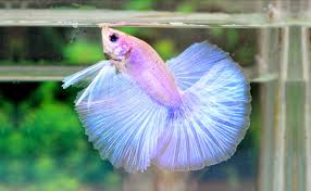 I am itching for another fishy. 30 Amazing Types Of Betta Fish Interesting Facts And Features