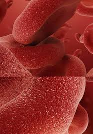 Maybe you would like to learn more about one of these? The Biology And Therapeutic Applications Of Red Blood Cell Extracellular Vesicles Intechopen