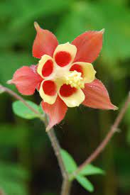 Pin On Gardening Ideas