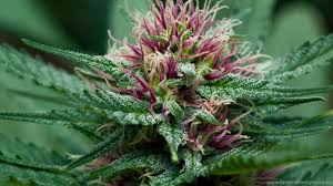 Find the best psychedelic hd wallpaper widescreen 1920x1080 on getwallpapers. Weed Buds Wallpapers 4k Hd Weed Buds Backgrounds On Wallpaperbat