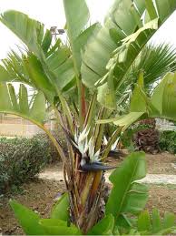 Image result for Strelitzia nicolai