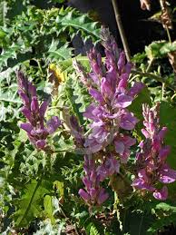 Image result for Acanthus polystachyus