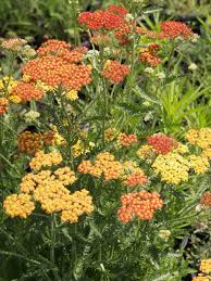 Image result for Achillea
