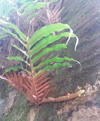 Image result for Drynaria