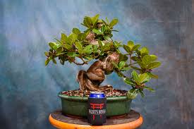 Image result for Ficus bubu