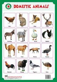 Lion and monkey with alphabate. Domestic Animals 9788179046302 500x500 Jpg 349 500 Animal Pictures For Kids Wild Animals Pictures Farm Animals For Kids