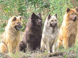 While screening through the usec website you might fall in love with the eurasier breed, you might. Andechs Florianstadl Hundeschau Eurasier Familienmitglied Auf Vier Pfoten Andechs